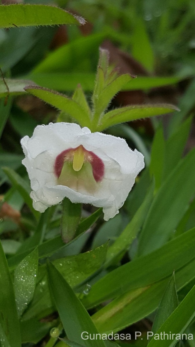 Centranthera indica (L.) Gamble